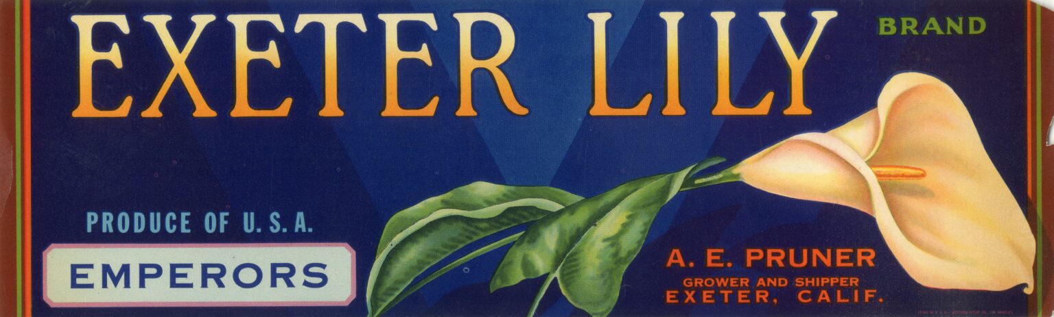 Exeter Lily Exeter Lily
